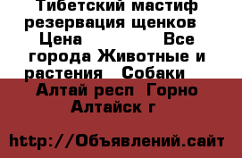 Тибетский мастиф резервация щенков › Цена ­ 100 000 - Все города Животные и растения » Собаки   . Алтай респ.,Горно-Алтайск г.